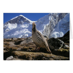 Partridge in de Kaart van Himalaya