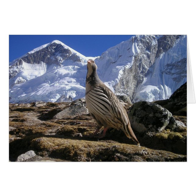 Partridge in de Kaart van Himalaya (Voorkant Horizontaal)