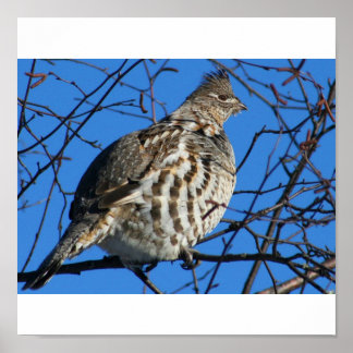 Partridge-Poster Poster