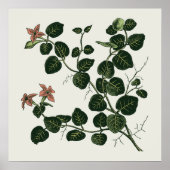 Partridgeberry Poster (Voorkant)