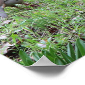 Partridges Poster (Hoek)