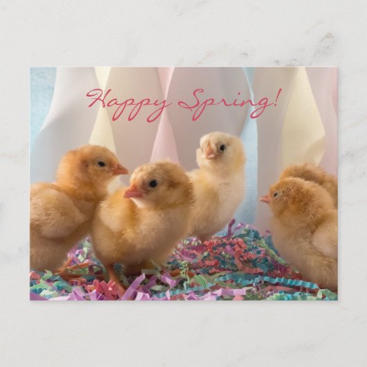 Party Chicks Yellow Baby Chickens Streamers Uitnodiging Briefkaart (Voorkant)