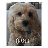 Pas je familiehond aan perfect poster (Voorkant)