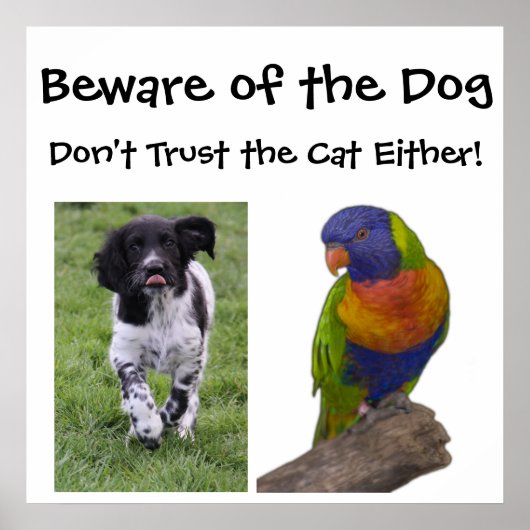 Pas op voor de hond. Vertrouw de kat ook niet! Poster (Voorkant)