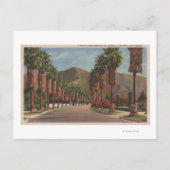 Pasadena, CA - Residental Street Scene & Palms Briefkaart (Voorkant)