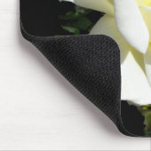 Pascali White hybride roos Muismat (Hoek)