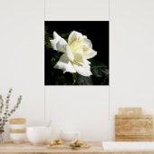 Pascali White hybride roos Poster (Keuken)