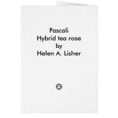 Pascali witte hybride roos (Achterkant)