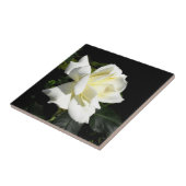 Pascali witte roos tegeltje (Zijkant)