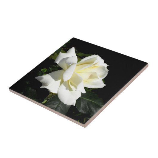 Pascali witte roos tegeltje (Zijkant)