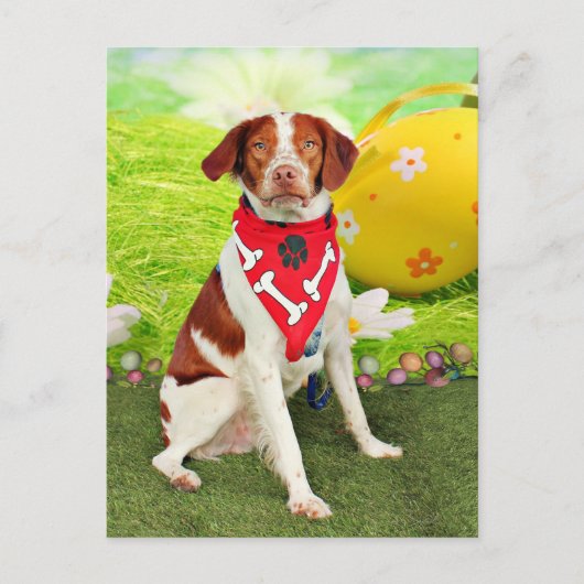 Pasen - het Spaniel van Bretagne - Elliott Feestdagenkaart (Voorkant)
