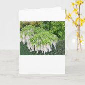 Pasen kaart met mooie witte Wisteria (Gele Bloem)