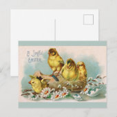 Pasen  kippen briefkaart (Voorkant / Achterkant)
