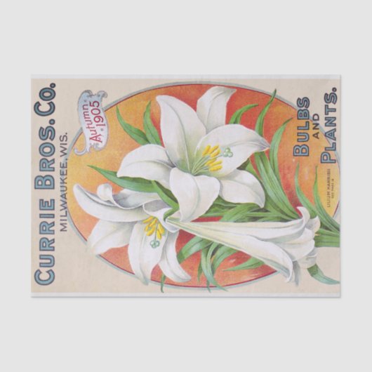 Pasen Lily 1905  Floral Weefselpapier Tissuepapier (Voorkant)