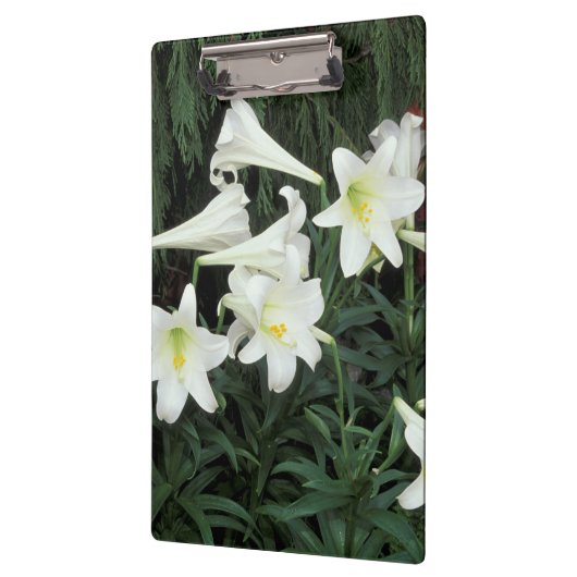 Pasen Lily (Lilium regale) Klembord (Links)