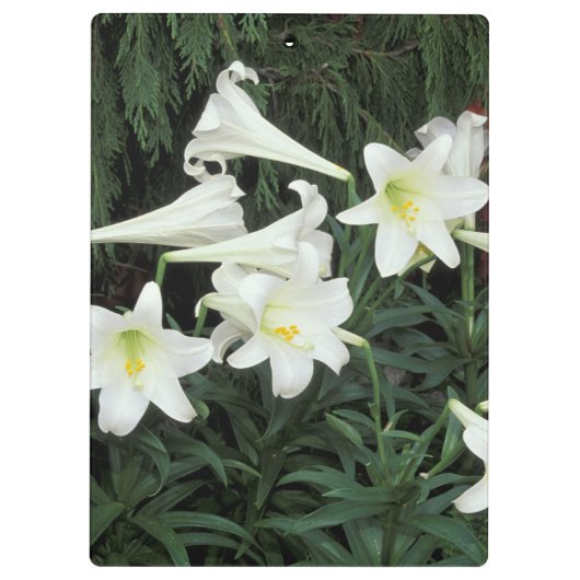 Pasen Lily (Lilium regale) Klembord (Achterkant)