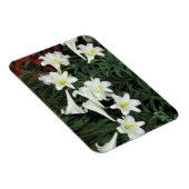 Pasen Lily (Lilium regale) Magneet (Rechterzijde)