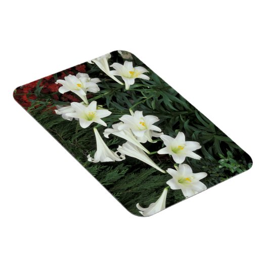 Pasen Lily (Lilium regale) Magneet (Rechterzijde)