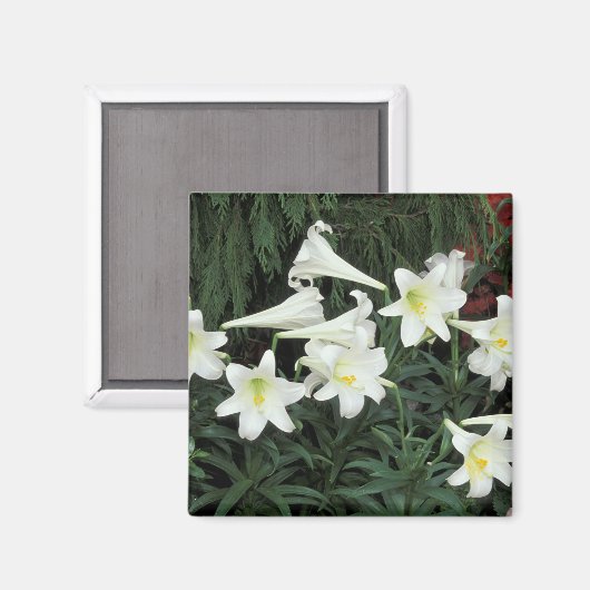 Pasen Lily (Lilium regale) Magneet (Voorkant / Achterkant)