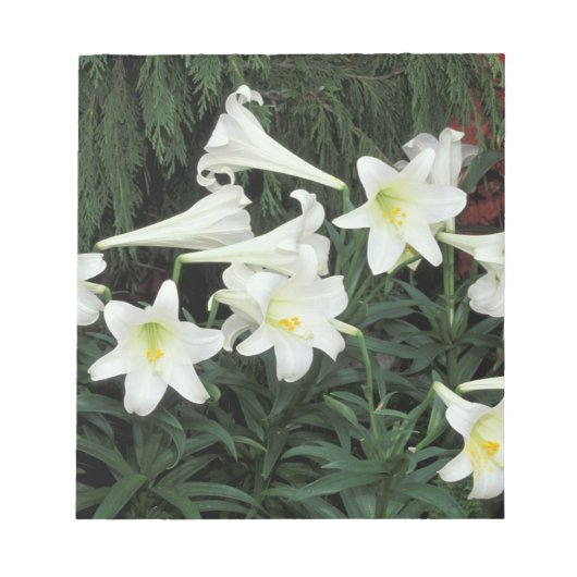 Pasen Lily (Lilium regale) Notitieblok (Voorkant)