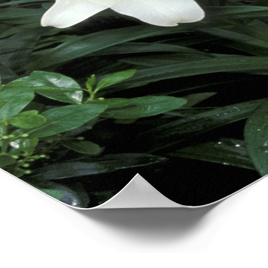 Pasen Lily (Lilium regale) Poster (Hoek)