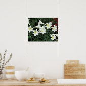 Pasen Lily (Lilium regale) Poster (Keuken)