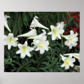 Pasen Lily (Lilium regale) Poster (Voorkant)