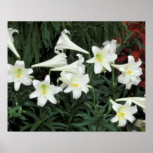 Pasen Lily (Lilium regale) Poster (Voorkant)