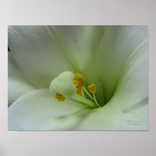 Pasen Lily Poster (Voorkant)