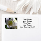 Pasen Lily White Etiket (Insitu)