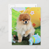 Pasen - Pommeren - Dexter Feestdagenkaart (Voorkant / Achterkant)