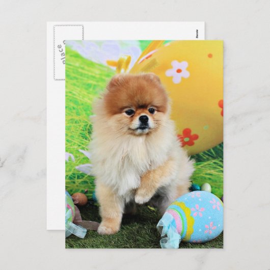 Pasen - Pommeren - Dexter Feestdagenkaart (Voorkant / Achterkant)