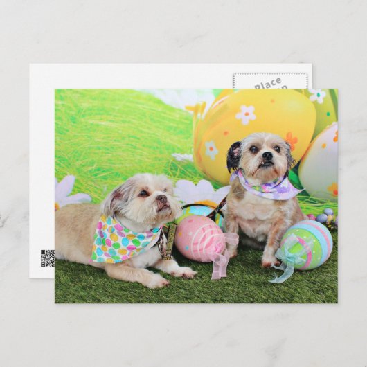 Pasen - Shih Tzu - Clementine en Winston Feestdagenkaart (Voorkant / Achterkant)