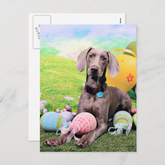 Pasen - Weimaraner - Ben Feestdagenkaart (Voorkant / Achterkant)