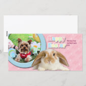 Pasen - Yorkshire Terrier - Sassy Feestdagenkaart (Voorkant / Achterkant)
