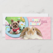 Pasen - Yorkshire Terrier - Sassy Feestdagenkaart (Voorkant)