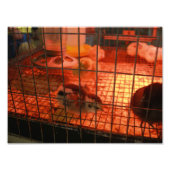 Pasgeboren Baby Chick in incubator Foto Afdruk (Voorkant)