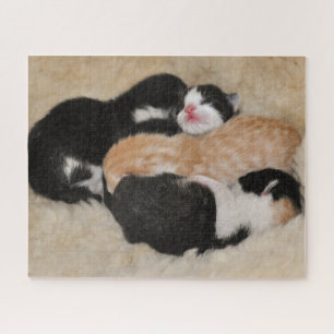Pasgeboren Baby Kittens Legpuzzel