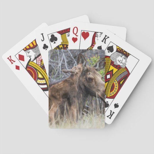Pasgeboren elandkalf kroelt tegen zijn moeder pokerkaarten (Achterkant)