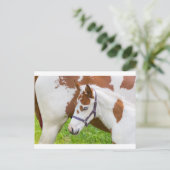 Pasgeboren foelwit bruin met paard.JPG Briefkaart (Staand voorkant)