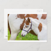 Pasgeboren foelwit bruin met paard.JPG Briefkaart (Voorkant / Achterkant)