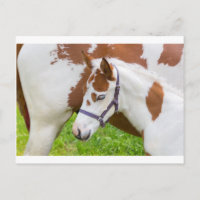 Pasgeboren foelwit bruin met paard.JPG