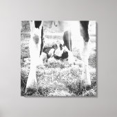 Pasgeboren Holstein Calf Canvas Afdruk (Voorkant)