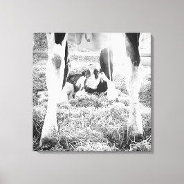 Pasgeboren Holstein Calf Canvas Afdruk