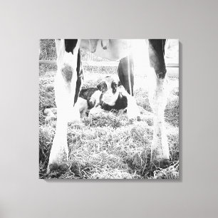 Pasgeboren Holstein Calf Canvas Afdruk