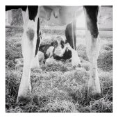 Pasgeboren Holstein Calf Perfect Poster (Voorkant)