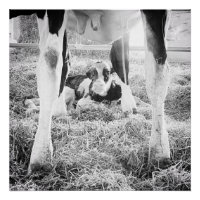 Pasgeboren Holstein Calf