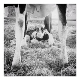 Pasgeboren Holstein Calf Perfect Poster