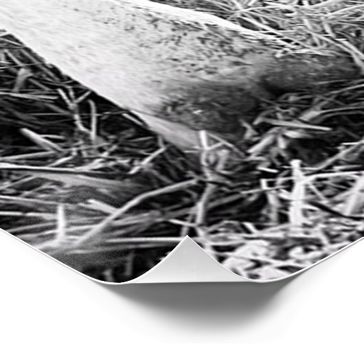 Pasgeboren Holstein Calf Perfect Poster (Hoek)