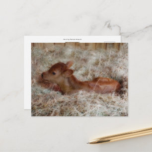 Pasgeboren kalf in het rietje, op maat briefkaart